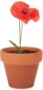 Lillepott RED POPPY
