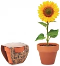 Lillepott SUNFLOWER