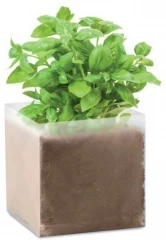 Ürtide kasvatamise komplekt BASIL