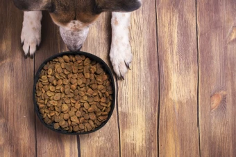 Lemmiklooma jooginõu Poppy