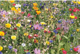 Flowers mix seeds in envelope