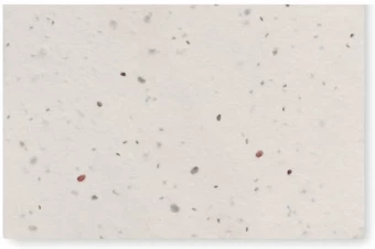 Metslillede seemnetega visiitkaart Asida