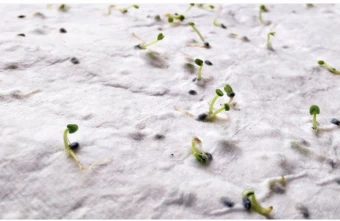 Metslillede seemnetega visiitkaart Asida