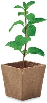 Mint seeds growing kit