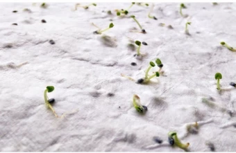 Seemnepaber Aside A4