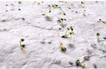 Seemnepaber Asido A6