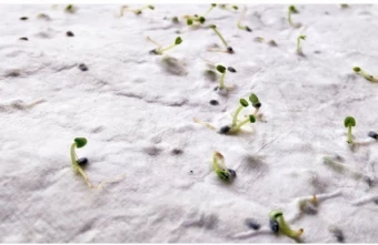 Seemnepaber Asido A6