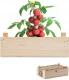 Tomati kasvatamise komplekt TOMATO